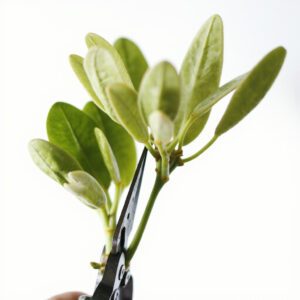 Pruning shears cutting a Hoya stem above a node