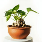 Hoya Soil Mix: The Epiphytic Potting Recipe That Prevents Root Rot