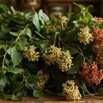 Hoya Varieties Guide: Choosing the Right Wax Plant for Your Space