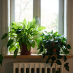 Hoya vs Philodendron: Which Houseplant Actually Suits Your Light and Care Style
