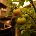 Hydroponic Fertilizer Tomatoes: Choose Your Best Nutrients