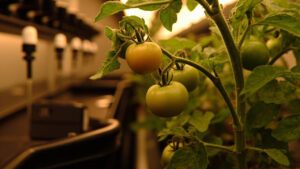 Hydroponic Fertilizer Tomatoes: Choose Your Best Nutrients