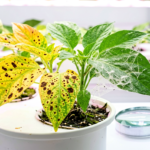 Hydroponic Pest and Disease Control: The Symptom-First Diagnosis Framework for Every Common Problem