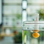 Hydroponic Reservoir Water Temperature: The Ideal Range and Why It Matters