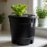 Home hydroponic DWC reservoir with a young lettuce plant in a black net pot on a kitchen counter by a window