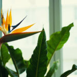 Bird of Paradise Not Flowering: 7 Reasons Your Strelitzia Won’t Bloom