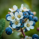 Blueberry Pollination Guide: Why Flowers Drop and How to Fix It