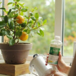 Indoor Citrus Fertilizer Guide: The NPK Schedule That Grows Fruit