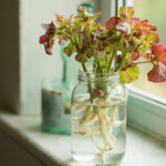 Coleus Propagation Guide: How to Root Cuttings in Water or Soil