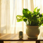 Philodendron Humidity Requirements: What the Plants Actually Need