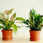 Prayer Plant vs Calathea: How to Tell Them Apart and Give Each the Right Care