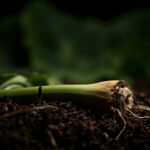 Alocasia Propagation Guide: Corms, Cormels, and Leaf Blades