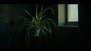 Spider Plant in Low Light: Can It Survive and Thrive?