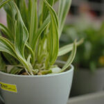 Spider Plant Buying Guide: How to Choose the Healthiest Chlorophytum comosum
