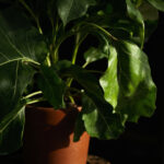 Why Is My Fiddle Leaf Fig Drooping? Causes and Fixes