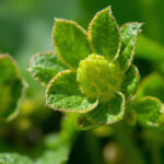 Strawberry plant leaves curling and drooping