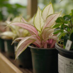Prayer Plant Varieties Guide: Maranta leuconeura cultivars to Buy