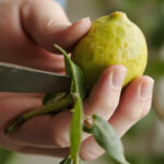 Indoor Citrus Pruning Guide: Shaping and Renewing Meyer Lemon, Calamondin, and Kumquat