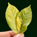 Why Indoor Citrus Leaves Turn Yellow — And How to Fix It