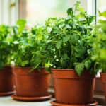 Indoor Herb Garden Pots: Drainage, Size, and What Actually Works