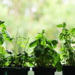 Indoor Herbs Leggy: Why Stems Stretch And How To Fix Them