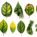 Indoor Plant Nutrient Deficiency Chart: Visual Guide to 10 Common Deficiencies