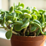 How to Save a Dying Jade Plant: Complete Revival Guide for Crassula ovata