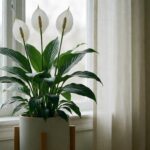 Mature peace lily (Spathiphyllum) with three white spathes beside a north window, photorealistic.