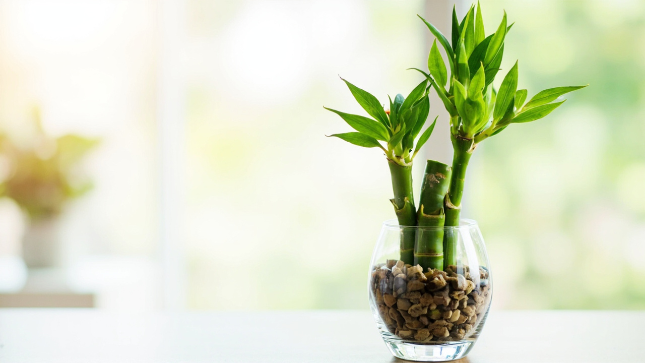 Comparison of a healthy lucky bamboo in a clear glass vase with green stems and white roots next to a dying specimen with yellow stems and slimy brown roots