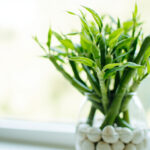 Lucky Bamboo Brown Tips: Causes, Diagnosis, and How to Fix Them