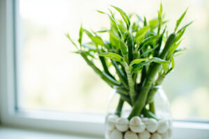 Lucky Bamboo Brown Tips: Causes, Diagnosis, and How to Fix Them