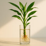 How To Save Dying Bamboo Plant: Comprehensive Guide to Revive Your Lucky Bamboo