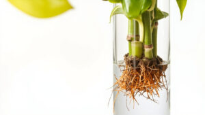 Lucky Bamboo Root Rot: How to Identify, Treat, and Prevent It
