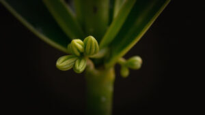 Cut cane of Mass Cane Plant with new branching growth points emerging after pruning to make it bushier