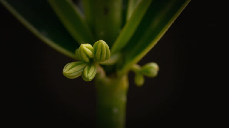 Cut cane of Mass Cane Plant with new branching growth points emerging after pruning to make it bushier