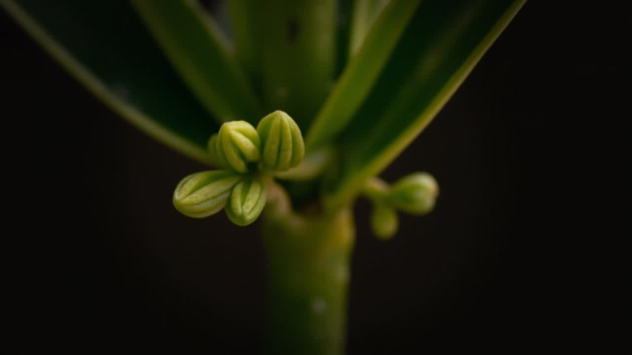 Cut cane of Mass Cane Plant with new branching growth points emerging after pruning to make it bushier