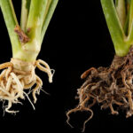 Healthy roots versus root rot on Dracaena Massangeana — diagnosis guide for Mass Cane Plant
