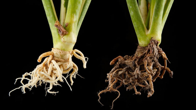 Healthy roots versus root rot on Dracaena Massangeana — diagnosis guide for Mass Cane Plant