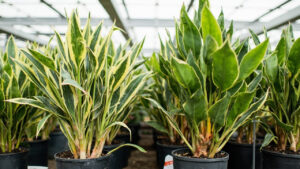 How to select a healthy Mass Cane Plant Dracaena Massangeana at nursery guide what to look for
