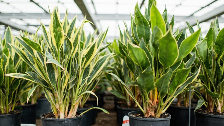 How to select a healthy Mass Cane Plant Dracaena Massangeana at nursery guide what to look for