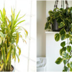 Mass Cane Plant vs Pothos comparison upright architectural cane plant versus trailing vine for indoor spaces