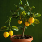 Meyer Lemon Tree Care Guide: How to Grow Citrus Indoors Year-Roll