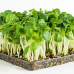 Microgreens tray beside coco coir, seed-starting mix, and fiber mat options for choosing a growing medium.