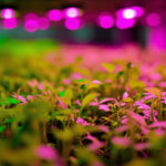 Microgreens Light Requirements: How Much Light Seedlings Need After Germination