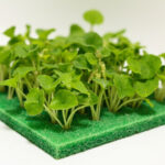 Microgreens Mold: How To Tell Mold From Root Hairs And What To Fix