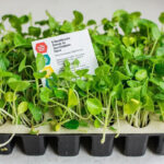 Microgreens Seeds Guide: What To Buy, Avoid, And Sow First