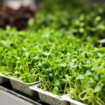 Microgreens Trays: Sizes, Drainage, Lids, And What Beginners Actually Need