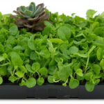 Microgreens Watering Guide: Mist, Bottom-Water, And Avoid Mold