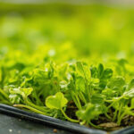 Microgreens Yellowing: Normal Blackout Color Or A Growing Problem?