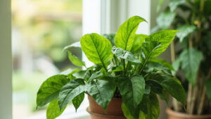 Money plant being fertilized during its active growth season